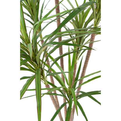 Plante artificielle Dracaena Marginata - décoration d'intérieur - H.160cm vert