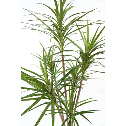 Plante artificielle Dracaena Marginata - décoration d'intérieur - H.160cm vert