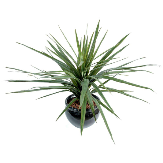 Plante artificielle Dracaena Marginata en piquet - décoration d'intérieur - H.45cm