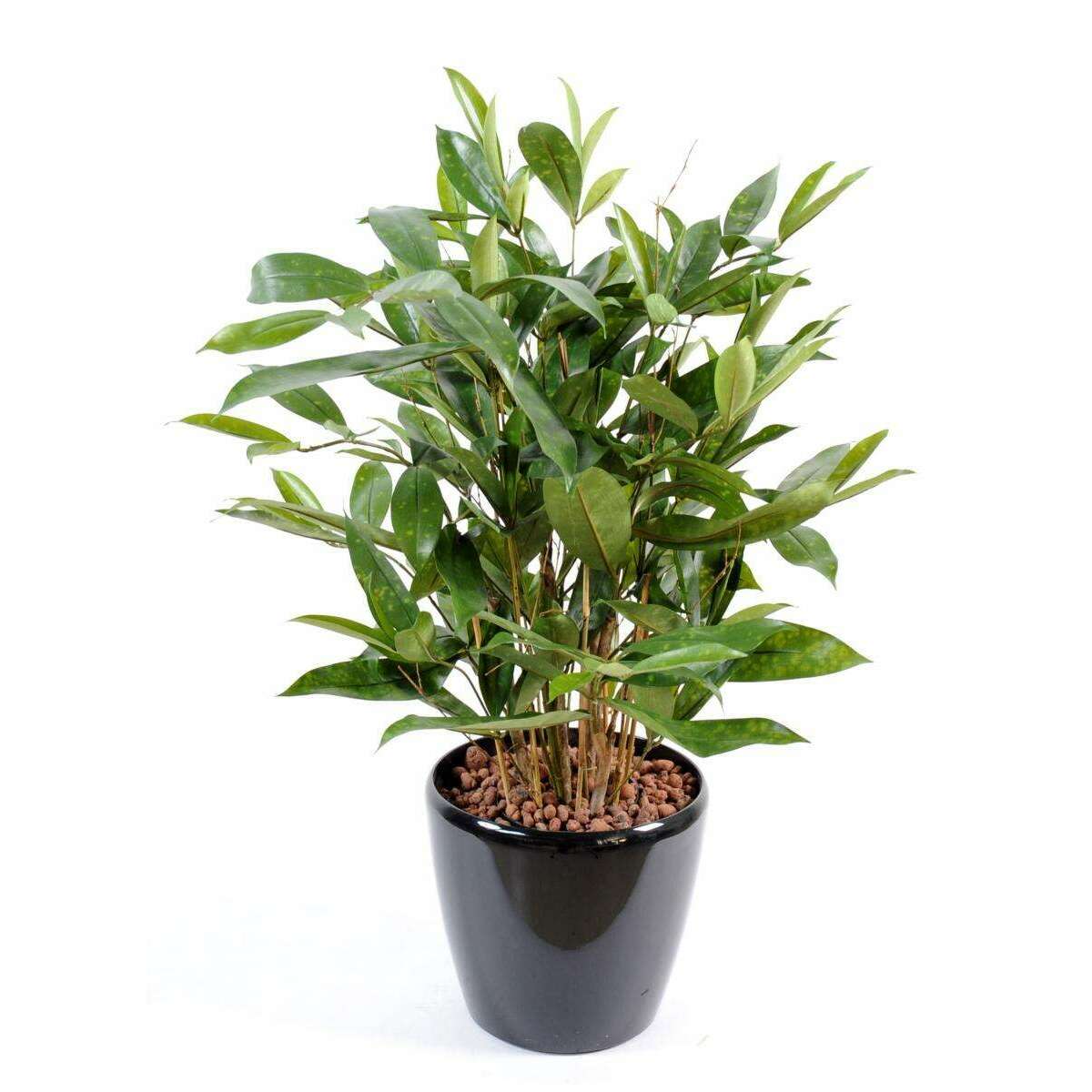 Plante artificielle Dracaena Surculosa - décoration d'intérieur - H.60cm vert