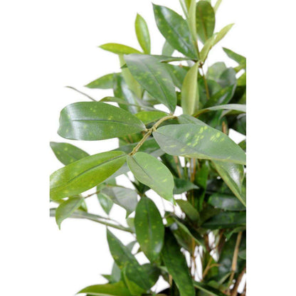 Plante artificielle Dracaena Surculosa - décoration d'intérieur - H.60cm vert