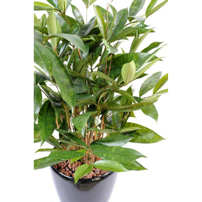 Plante artificielle Dracaena Surculosa - décoration d'intérieur - H.60cm vert