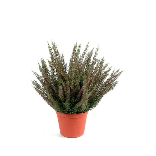 Plante artificielle Fleurie Bruyère plastique en pot - intérieur extérieur - H.35cm rose