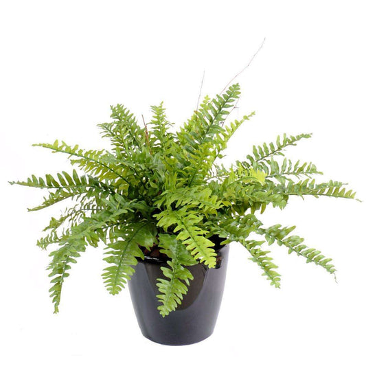 Plante artificielle Fougère Boston en pot - décoration d'intérieur - H.50cm vert