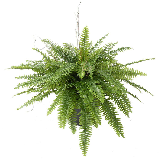 Plante artificielle géante Fougère Boston en pot - décoration d'intérieur - H.80cm