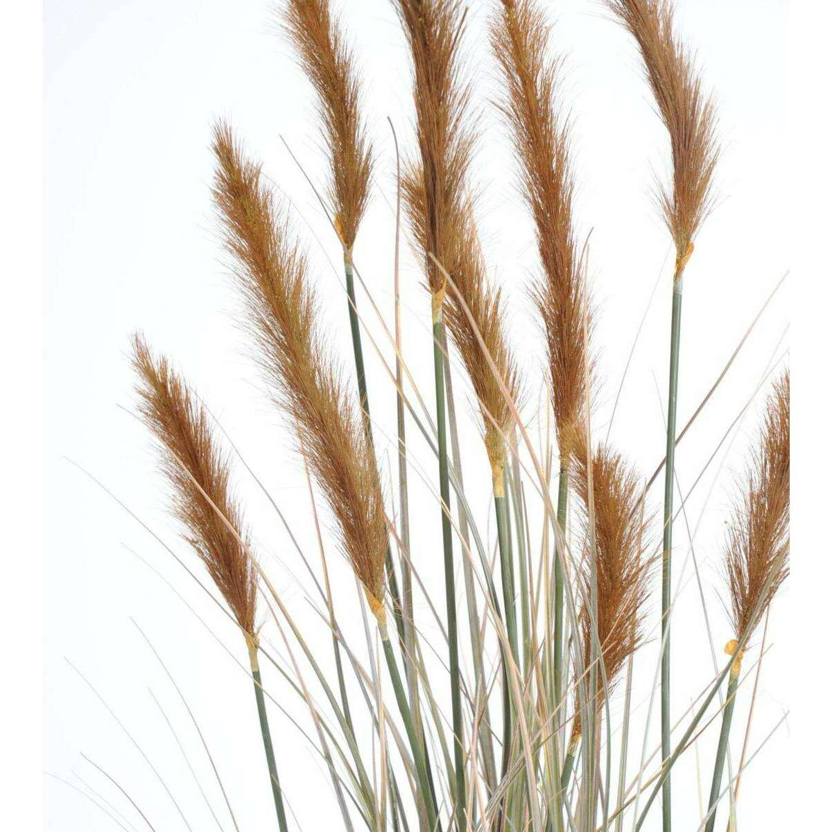 Plante artificielle Graminée Vulpin des champs Foxtail en pot - intérieur - H.120cm Brun