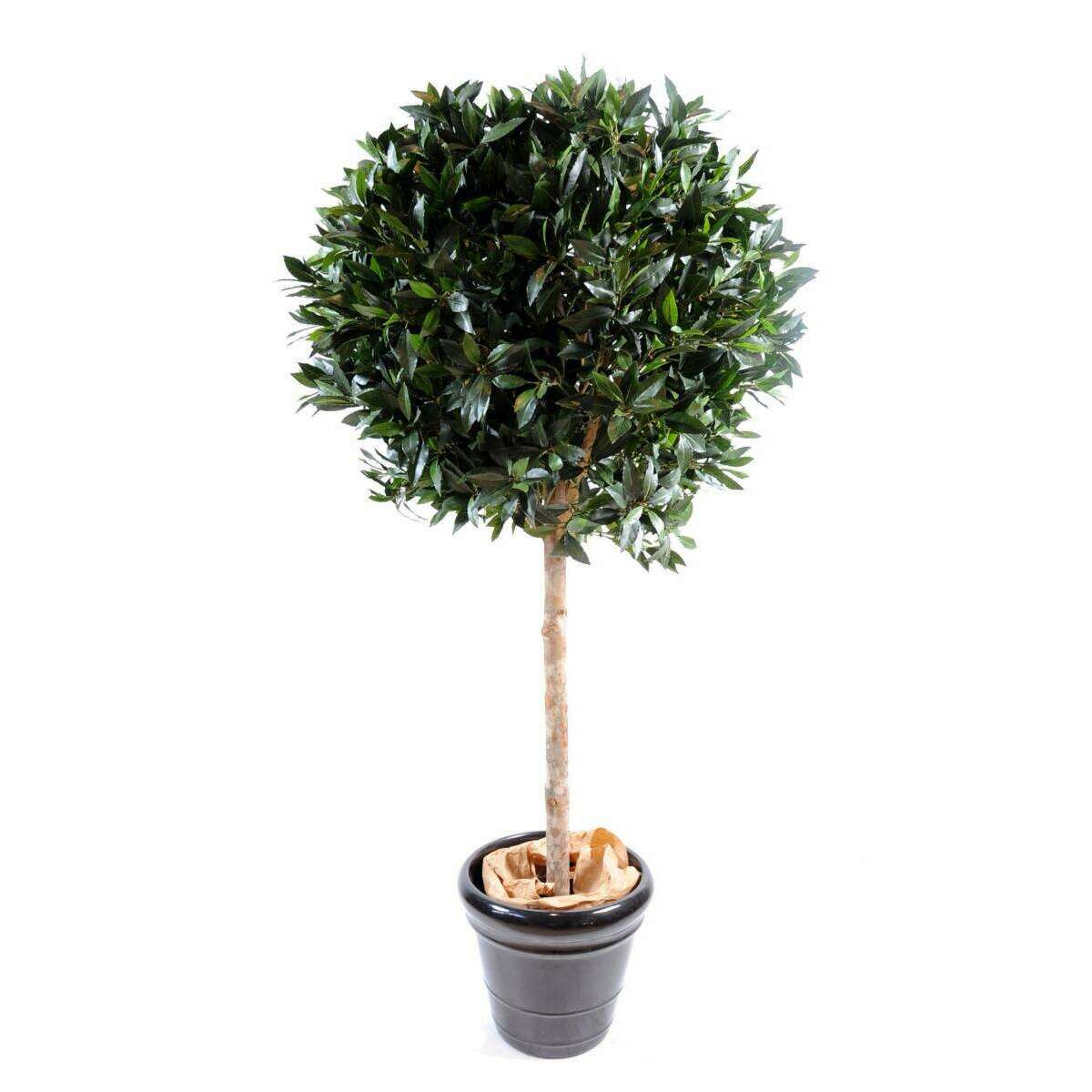 Plante artificielle Laurier boule luxe - topiaire jardin français - H.180cm