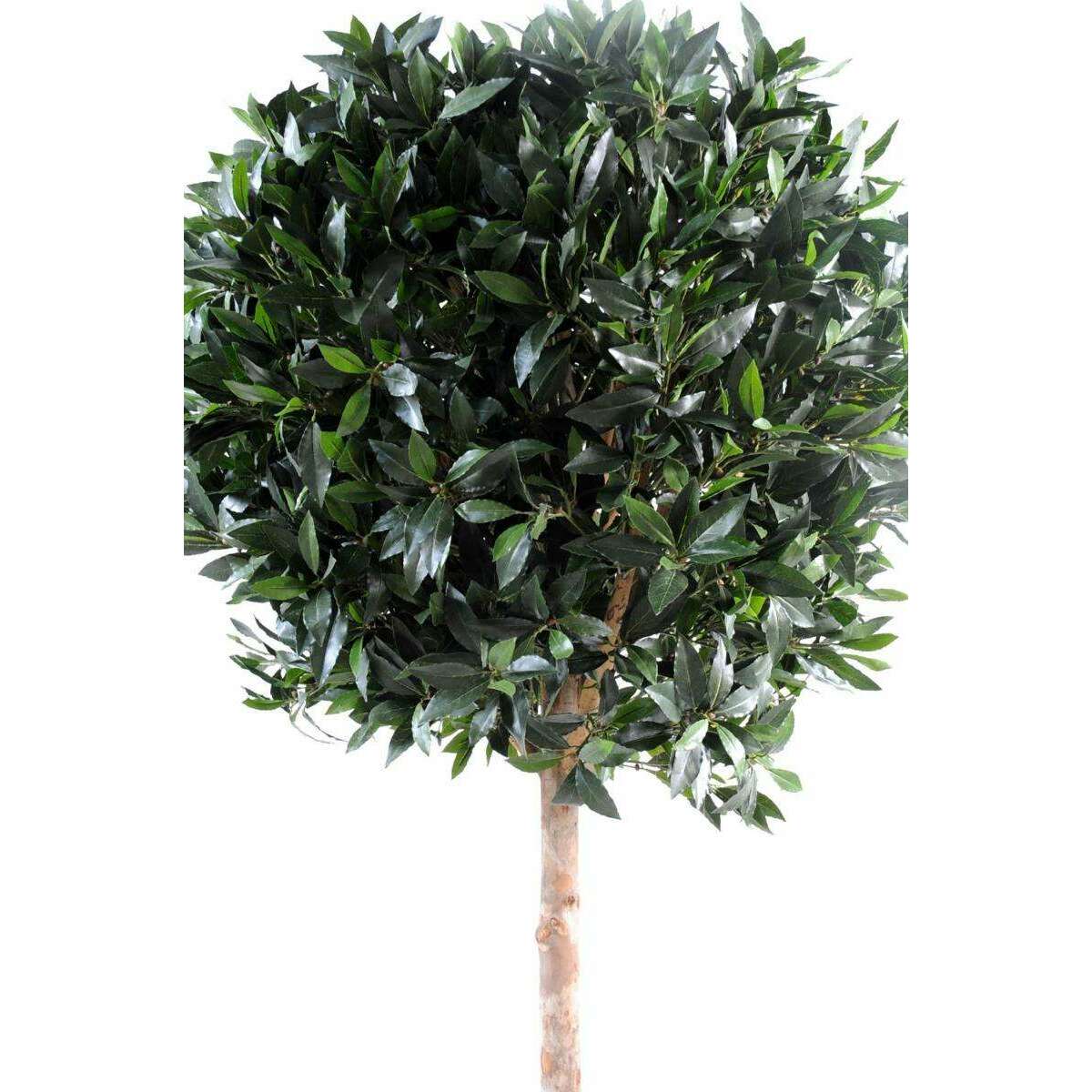 Plante artificielle Laurier boule luxe - topiaire jardin français - H.180cm