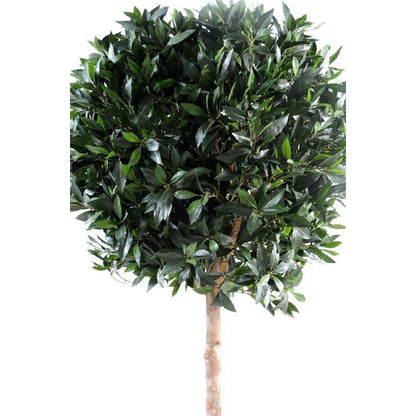 Plante artificielle Laurier boule luxe - topiaire jardin français - H.180cm