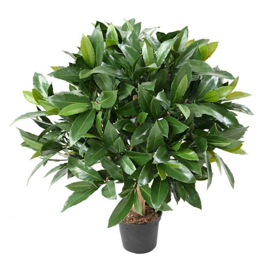 Plante artificielle Laurier boule Nobilis - feuillage UV résistant - H.50cm