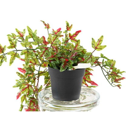 Plante artificielle Lierre en pot - Plastique UV extérieur - H.70cm vert rouge