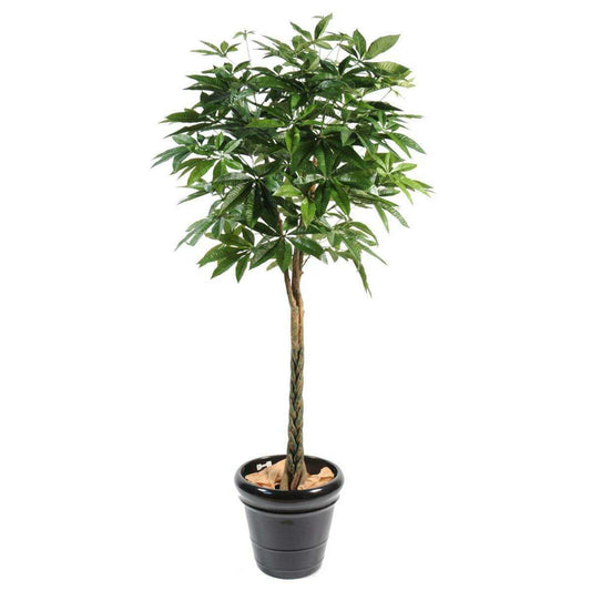 Plante artificielle Pachira tressé - arbre pour intérieur - H.150cm