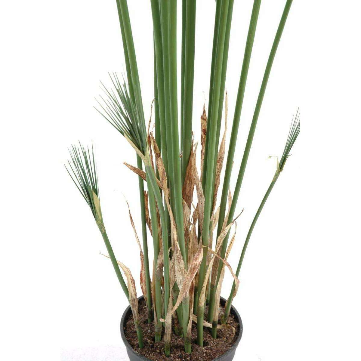 Plante artificielle Papyrus Cyperus du Nil en pot - intérieur - H. 125cm vert