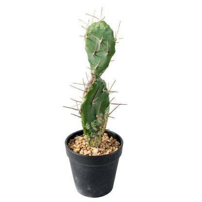 Plante artificielle petit Cactus plat- Plante pour intérieur - H. 34cm vert