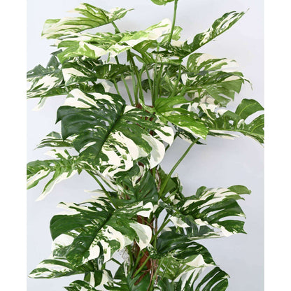 Plante artificielle Philodendron tuteur coco - plante d'intérieur - H.160cm panaché