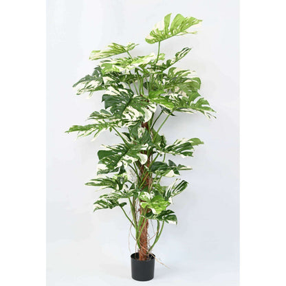 Plante artificielle Philodendron tuteur coco - plante d'intérieur - H.160cm panaché