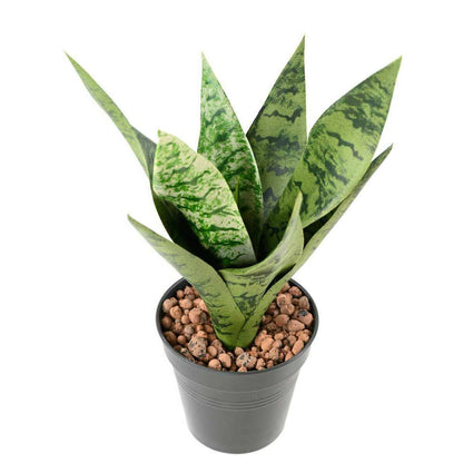 Plante artificielle Sansevieria piquet - succulente pour intérieur - H.35cm vert clair