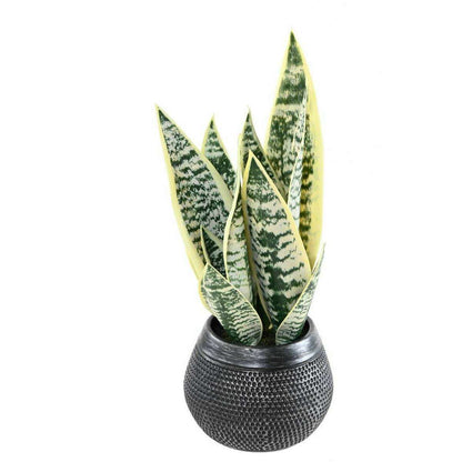 Plante artificielle Sansevieria pot décoratif - succulente pour intérieur - H.49cm panaché