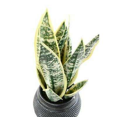 Plante artificielle Sansevieria pot décoratif - succulente pour intérieur - H.49cm panaché