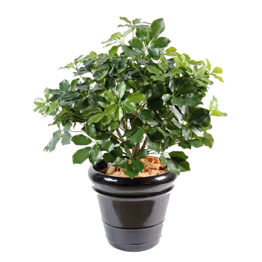 Plante artificielle Schefflera Exotica Buisson - décoration d'intérieur - H.90cm vert