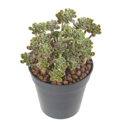 Plante artificielle Succulente en piquet - cactus artificiel intérieur - H.13cm