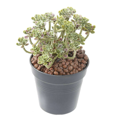 Plante artificielle Succulente en piquet - cactus artificiel intérieur - H.13cm