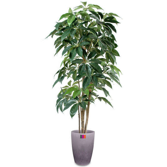 Plante artificielle tropicale Schefflera Amata - intérieur - H.180cm