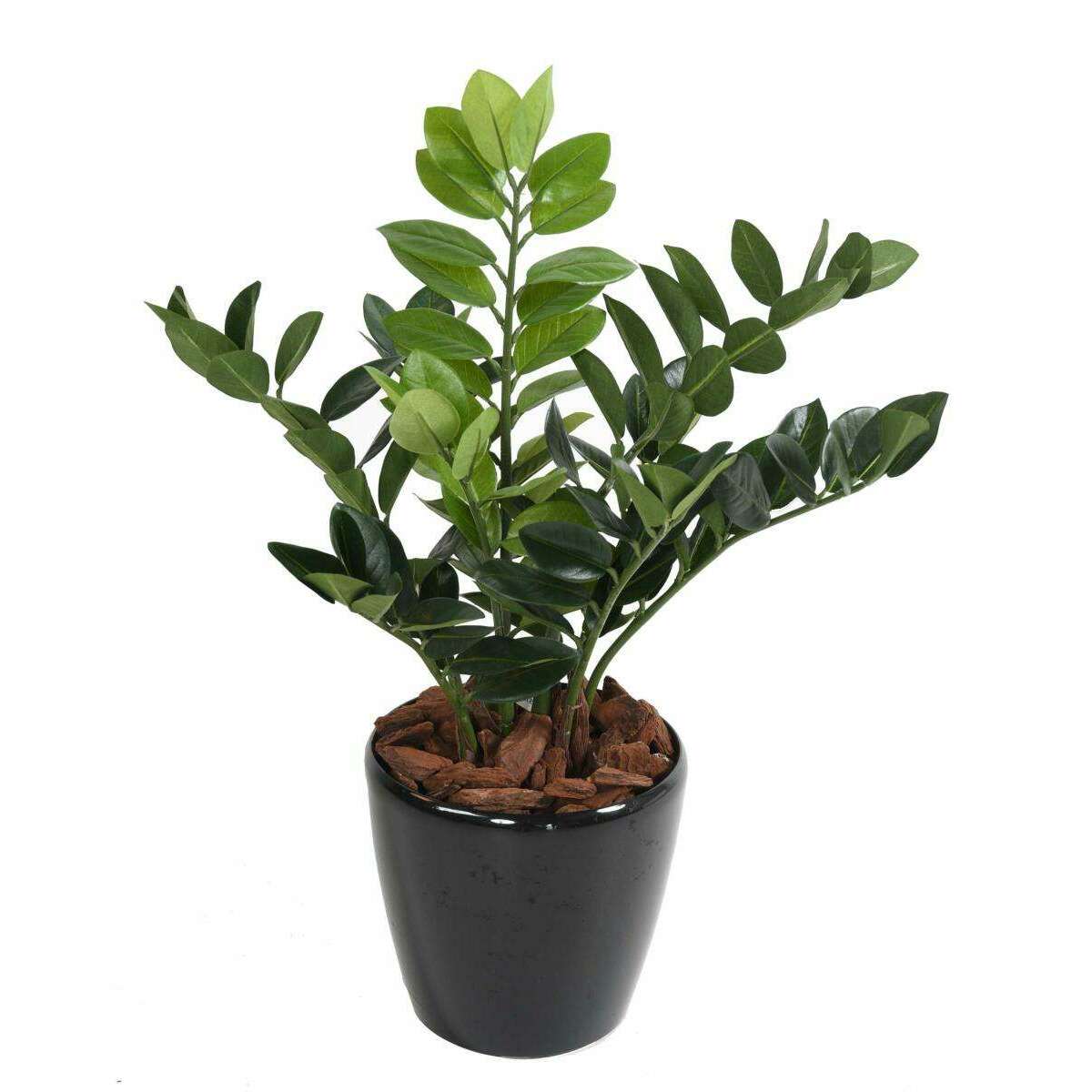 Plante artificielle verte Zamioculcas - décoration pour intérieur - H.60cm