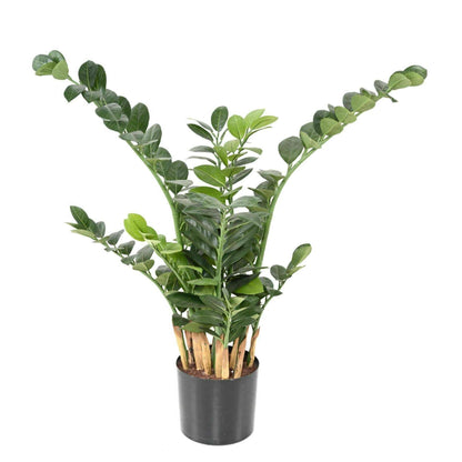 Plante artificielle verte Zamioculcas - décoration pour intérieur - H.90cm