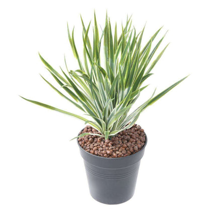 Plante artificielle Yucca Golden en piquet - intérieur extérieur - H.35cm