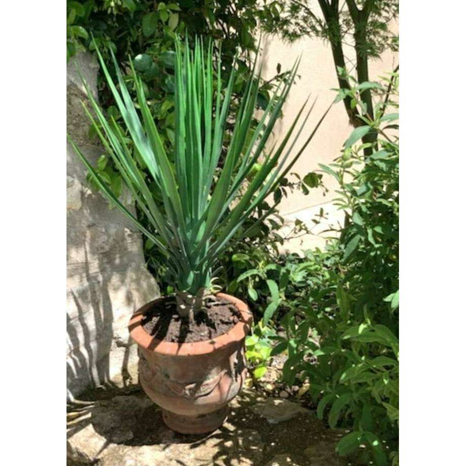 Plante artificielle Yucca Rostrata - intérieur extérieur - H.60cm vert