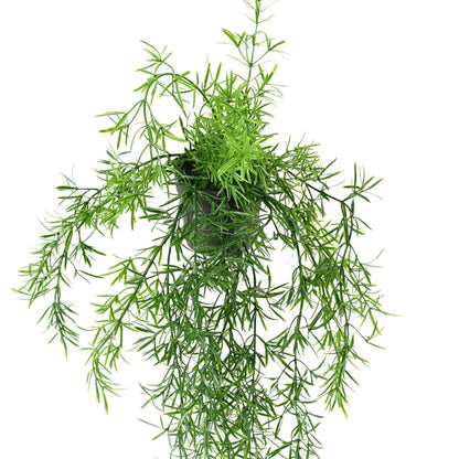 Plante retombante artificielle Asparagus en pot - intérieur extérieur - H.55cm