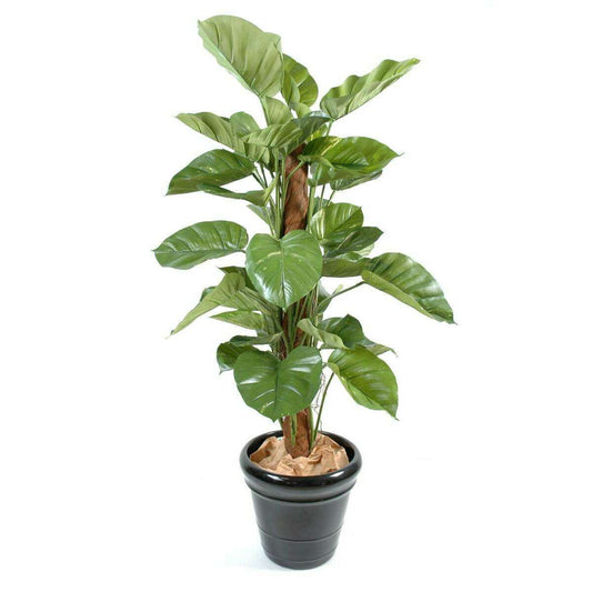 Plante verte artificielle Pothos géant tuteur coco - intérieur - H.150cm