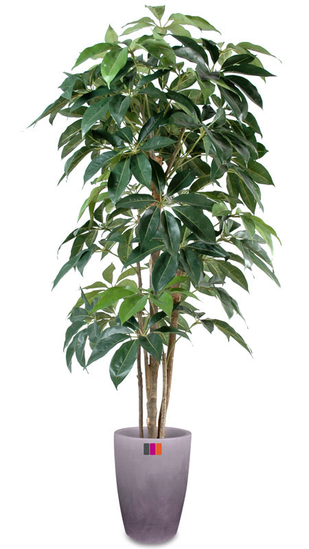 Plante artificielle tropicale Schefflera Amata - intérieur - H.180cm